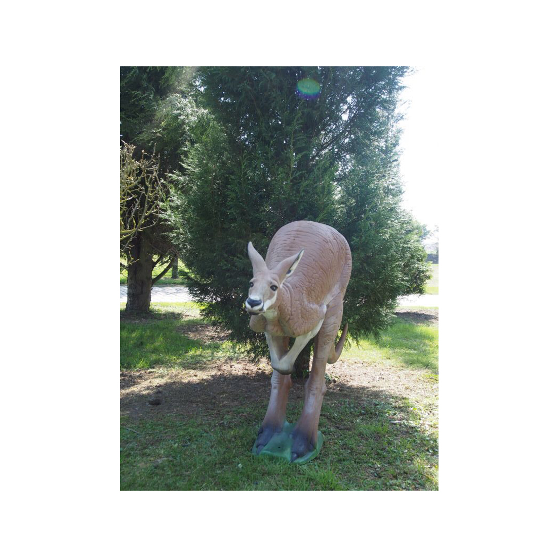 Gras, Boom, Vegetatie, Dierentuin, Kangoeroe