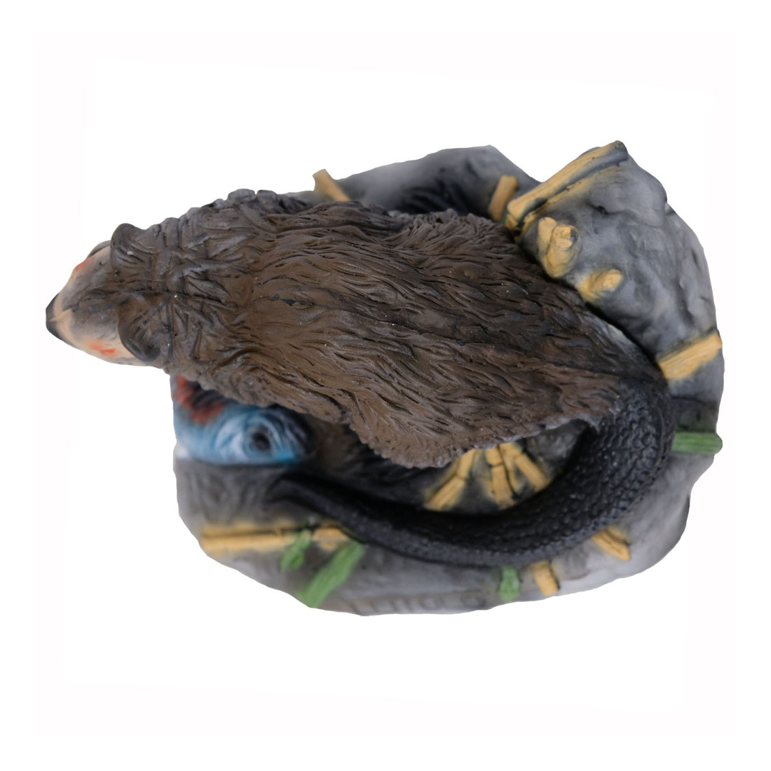 Dier, Beer, Zoogdier, Wilde dieren, Knaagdier