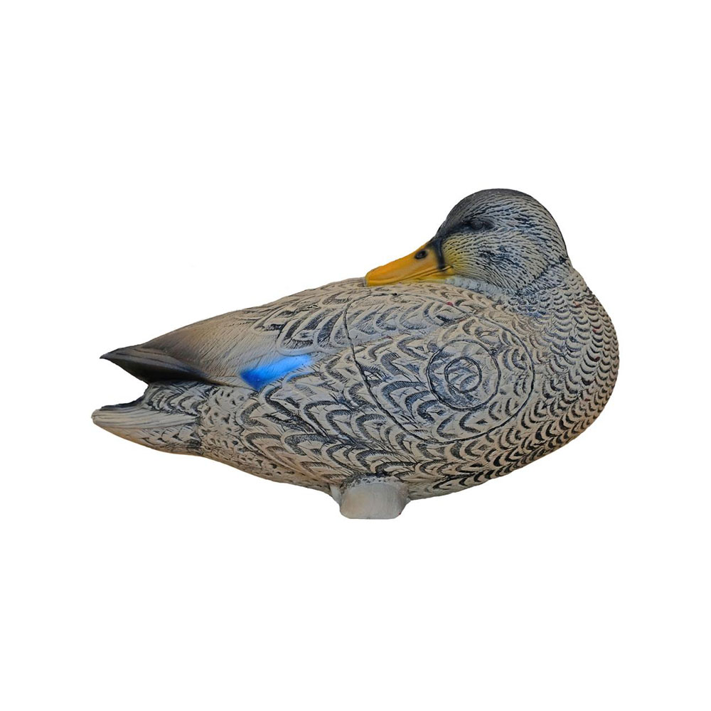 Dier, Anseriformes, Vogel, Watervogels, taling